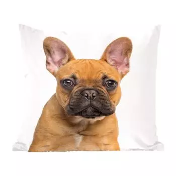 MuchoWow Декоративная подушка Диванная подушка Декоративная подушка для гостиной 50 x 50 см Французский бульдог - Коричневый - Портрет - Чехлы на подушки - Украшение - Спальня