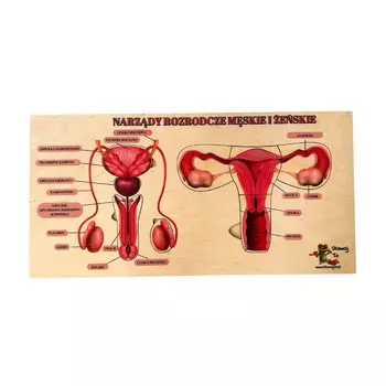 Мужские и женские репродуктивные органы, деревянная головоломка, структура половых органов Inna marka