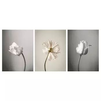 Набор картин Ikea Pjatteryd Flowers 2, 30х40 см, 3 шт