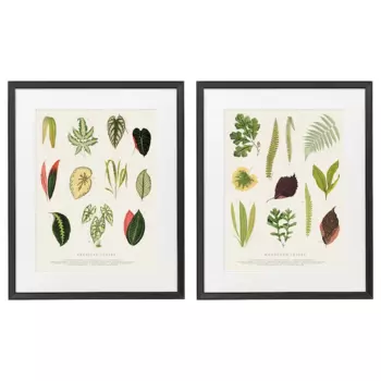 Набор рамок с постерами Ikea Knoppang Collage Of Leaves, 40x50 см, 2 шт