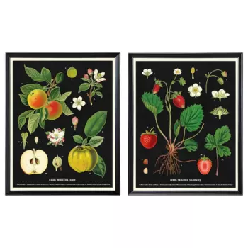 Набор рамок с постерами Ikea Knoppang Vintage Botanical Fruit Charts, 40x50 см, 2 шт
