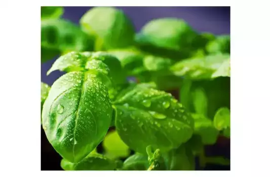 Накладка на плиту Wall-Art "Накладка на кухонную плиту Василий", (комплект, 2 шт.), современная защитная накладка 60х52 см, зеленый