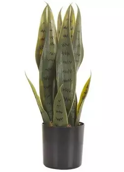 nan