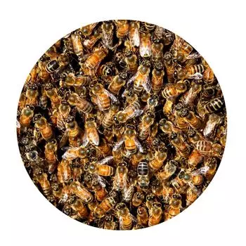 Напольный коврик с рисунком пчелы, реалистичный войлок, 3D ковер в виде сот с чешуей для дома-5 Stuttg, мультиколор