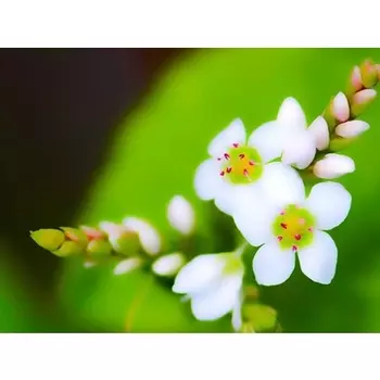 Натуральное масло ши Bio Glass 50 мл, Etja