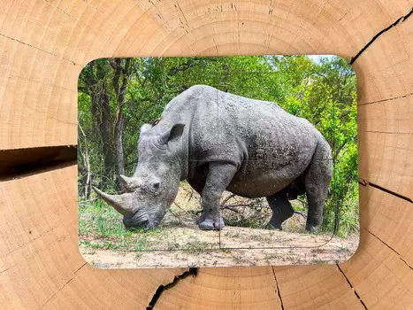 Носорог, деревянный пазл с четырьмя элементами, основа с подписью, первый пазл Inna marka