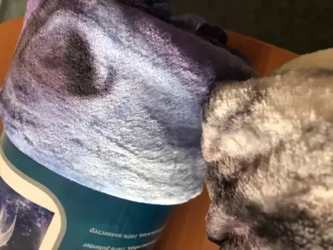 Одеяло Jerry Fabrics, белый