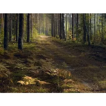 Органическое нерафинированное масло золотого жожоба 50 мл, Etja