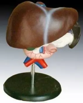 Печень человека с поджелудочной железой и двенадцатиперстной кишкой PHU Lewandowski