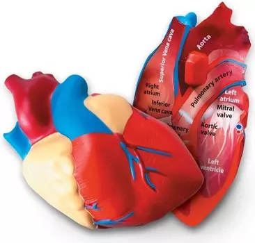 Пенопластовая модель человеческого сердца Learning Resources