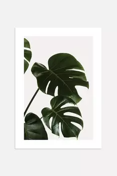 Плакат с листьями монстеры Postery, 50x70 см, зеленый