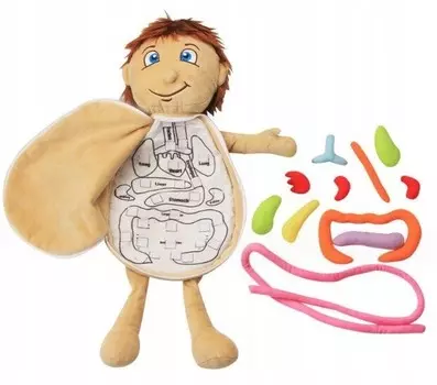 Плюшевые игрушки Органы Анатомические игрушки для детей Мягкая кукла Pan i Pani Gadet