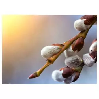 Подставка для столовых приборов pussy willow (набор из 12 шт.) Tischsetmacher, мультколор