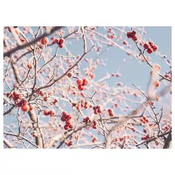 Подставка для столовых приборов рябина i (набор из 12 шт.) Tischsetmacher, мультколор