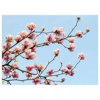 Подставка для столовых приборов «ветка магнолии» (набор из 12 шт.) Tischsetmacher, мультколор