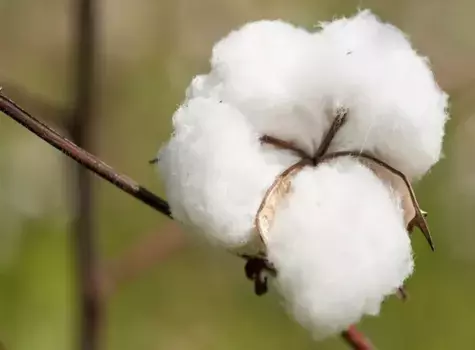 Подушка Cotonea