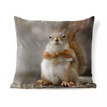 Подушка для улицы MuchoWow — Белка крупным планом — 60x60 см — Устойчивость к атмосферным воздействиям — Подушка для отдыха — Чехлы для подушек — Декоративные чехлы для подушек — Декоративные чехлы для подушек, мультиколор
