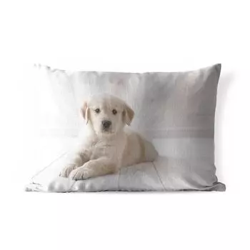 Подушка для улицы MuchoWow — Белый щенок золотистого ретривера — 60x40 см — Устойчивость к атмосферным воздействиям — Подушка для отдыха — Чехлы для подушек — Декоративные чехлы для подушек — Декоративные чехлы для подушек, мультиколор