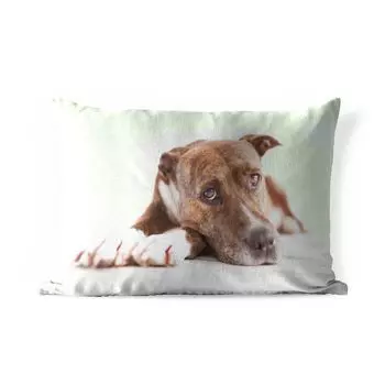 Подушка для улицы MuchoWow — Фотопечать с изображением лежащей собаки — 50x30 см — Устойчивость к атмосферным воздействиям — Подушка для отдыха — Чехол на подушку — Хлопчатобумажная ткань — Декоративные наволочки, мультиколор
