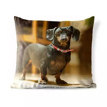 Подушка MuchoWow для улицы — Портрет черной таксы — 50x50 см — Устойчивость к атмосферным воздействиям — Подушка для отдыха — Чехол на подушку — Хлопчатобумажная ткань — Декоративные наволочки, мультиколор