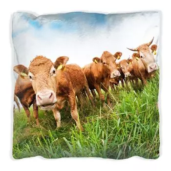 Подушка Wallario Premium, мягкая поверхность, с мотивом коров летом на пастбище, размер: 60 х 60 см, с белой спинкой