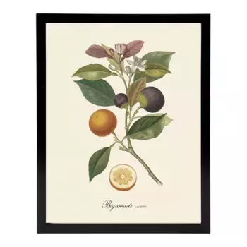 Принт «Апельсины и инжир» The Dybahl + Marco Thor El Corte Ingls, черный