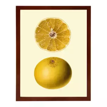 Принт Dybahl Orange Fruit + полная фоторамка Thor El Corte Ingls, орех