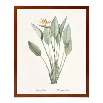 Принт «Райская птица» The Dybahl + Marco Thor El Corte Ingls, естественный