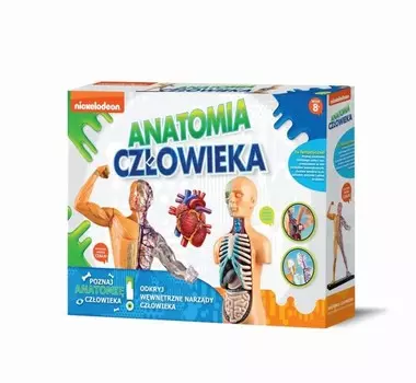 Рассел, обучающий набор, анатомия человека Russell