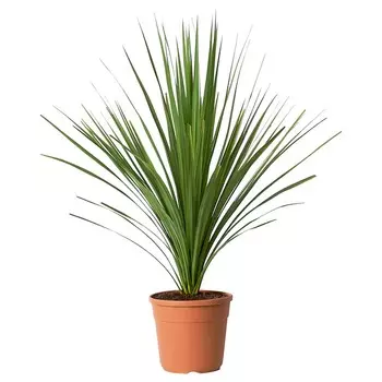 Растение в горшке Ikea Cordyline Indivisa Magnolia Lily Different Colors, 17 см