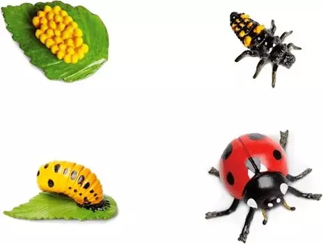 Safari, цикл разработки Biedronka