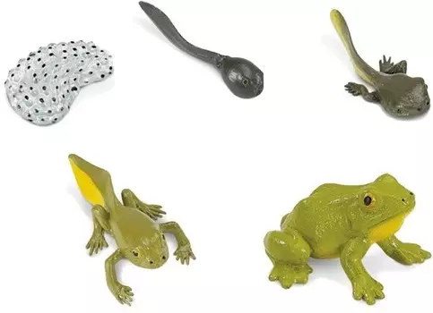 Сафари, жизненный цикл лягушки Safari