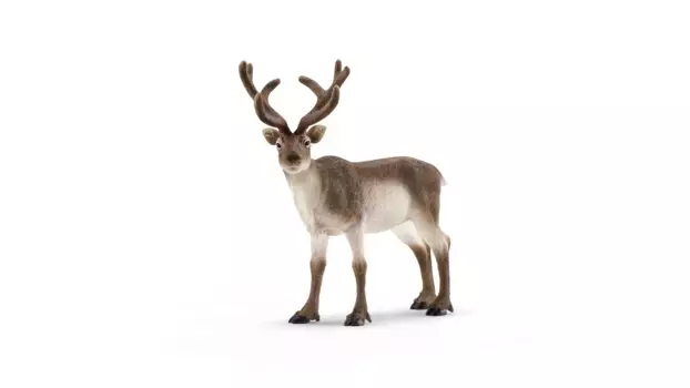Schleich Дикая жизнь Северный олень