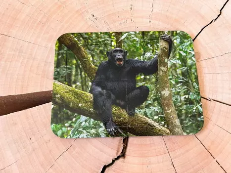 Шимпанзе, деревянный пазл из четырех частей, основа с подписью, первый пазл Inna marka