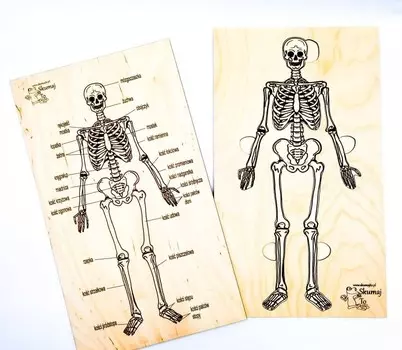 Скелет, человеческие кости, деревянная головоломка, скелетная система, вытянутые кости Inna marka