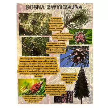 Сосна обыкновенная, деревянная головоломка, лесное образование Inna marka