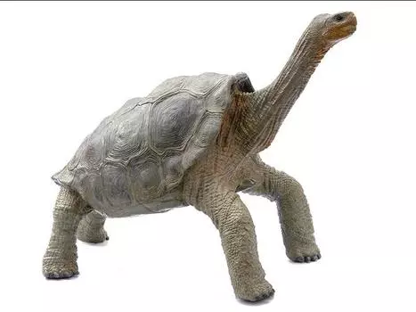 Статуэтка Rebor Grab N Go 06 Pinta Island Tortoise Lonesome George 1/6 Scale Replica Rebor
