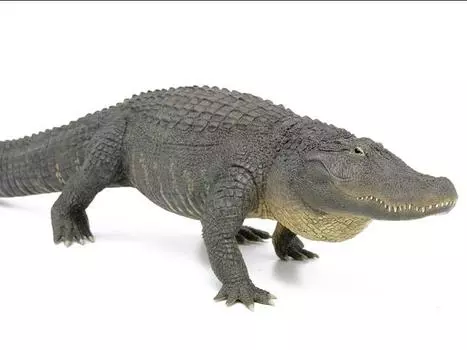 Статуэтка Rebor Grab N Go 08 American Alligator "Bizkit" (Basking Ver.) 1/6 Scale Replica Rebor