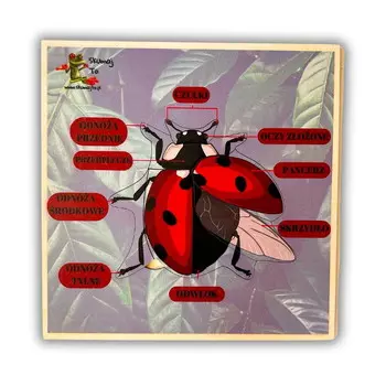 Строение божьей коровки, анатомия божьей коровки, деревянная головоломка, божья коровка Inna marka