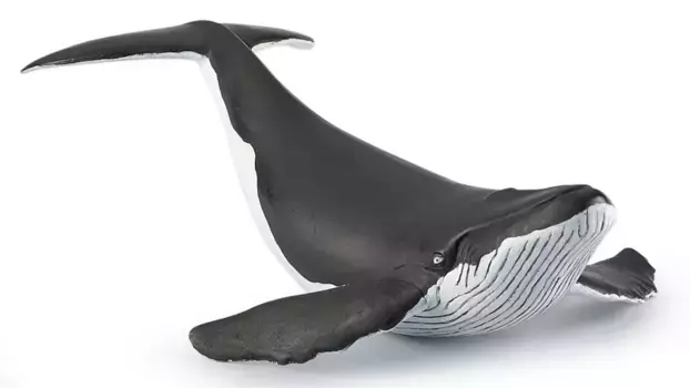 Теленок горбатого кита