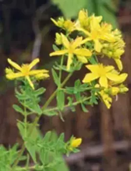 Tsa Hipericum Perforatum 50 мл Зверобой Herboplanet