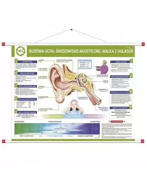 Ухо – строение, акустическая среда, борьба с шумом PHU Lewandowski