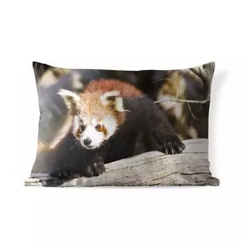 Уличная подушка MuchoWow - Красная панда - Багажник - Животное - 60x40 см - Устойчивость к атмосферным воздействиям - Подушка для отдыха - Чехлы для подушек - Декоративные чехлы для подушек - Декоративные чехлы для подушек, мультиколор