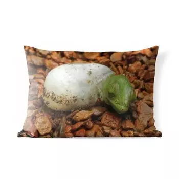 Уличная подушка MuchoWow - Животное - Хамелеон - Яйцо - 60x40 см - Устойчивость к атмосферным воздействиям - Подушка для отдыха - Чехлы для подушек - Декоративные чехлы для подушек - Декоративные чехлы для подушек, мультиколор