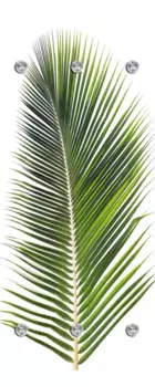 Вешалка Queence "Пальма", на 6 крючках, 50 х 120 см 50х120х10 см, зеленый