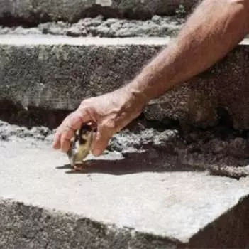 Виниловая пластинка Big Thief - Mythological Beauty