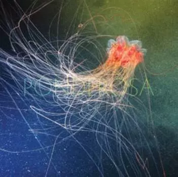 Виниловая пластинка Ponderosa - Pool Party