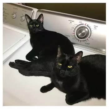 Виниловая пластинка Prekop Sam - Sins Of