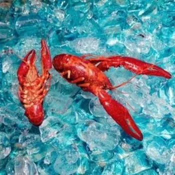 Виниловая пластинка Roof Dogs - Here You Are