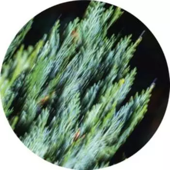 Виниловая пластинка Tilliander - Ofog EP